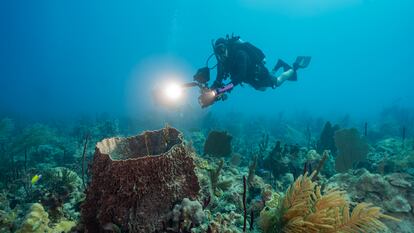 Buzos exploran un arrecife en la cordillera Beata, una formación geológica submarina.