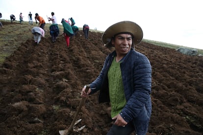 "El trabajo en semillas, en biodiversidad, el manejo de los medios productivos en el suelo y en el agua y la incorporación de una innovación que sea adaptada a nuestros territorios", explica Dionisio sobre la forma de ayudar a las familias. En la imagen, un grupo de campesinos trabaja la tierra en San José de Apata. 