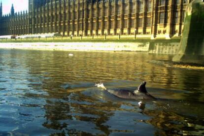 Fotografía de la ballena en el Támesis, a la altura del Parlamento británico, difundida por el cuerpo de buceadores de la Marina.