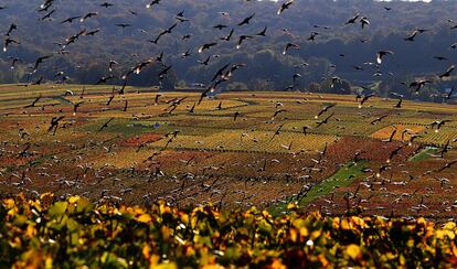Estorninos vuelan por encima de los viñedos de Champagne adornados con los colores del otoño, después de la cosecha, en Mailly-Champagne cerca de Reims, al este de Francia, 31 de octubre de 2013.