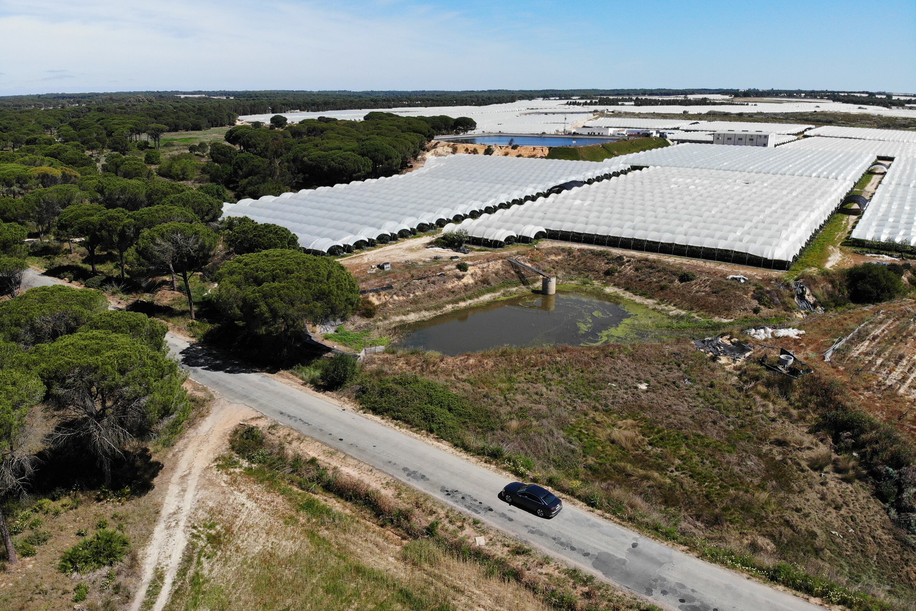 Invernaderos de fresas en Lucena del Puerto, en las inmediaciones de Doñana. 