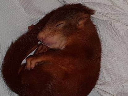 Fotografía cedida por la Policía de Karlsruhe que muestra a la ardilla durante una siesta en la comisaría de Karlsruhe (Alemania) este viernes.