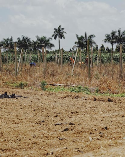 A crew of undocumented Guatemalan seasonal workers plant beans in Homestead, Florida, on Friday, July 23, 2023.