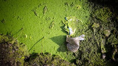 Cada vez es más frecuente encontrarse con la proliferación de algas, o para ser más precisos, con el crecimiento exponencial de cianobacterias. Las cepas de algas parcialmente tóxicas se forman en los cuerpos de agua dulce cuando resultan contaminados por aguas residuales, pesticidas y fertilizantes. 