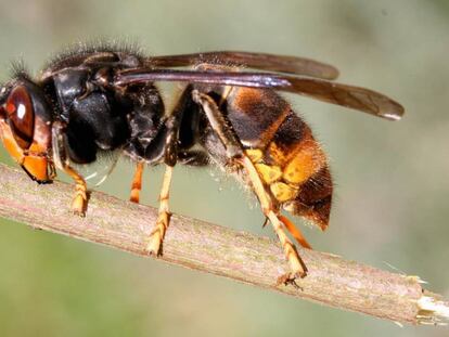 Ejemplar de avispa asiática ('Vespa velutina').