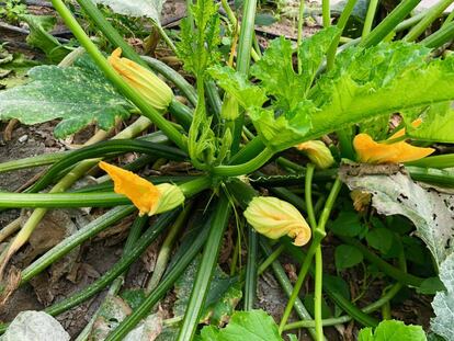 Flores de calabaciín / Capel