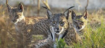 Ejemplares de lince ibérico nacidos en el centro de cría en cautividad El Acebuche, en Doñana, Huelva.