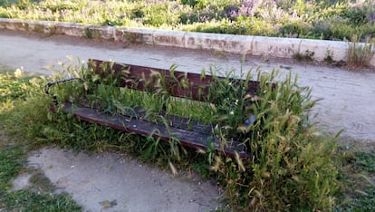 El descenso de la presencia humana, el cese de las labores de desbroce y las lluvias han propiciado un crecimiento inusual de la flora espontánea.