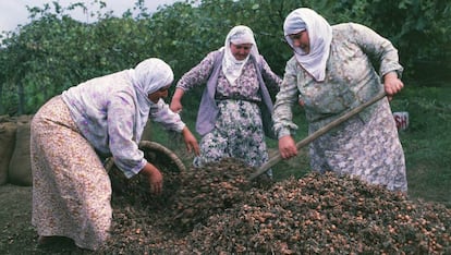 Un grupo de mujeres recoge avellanas en Turquía.