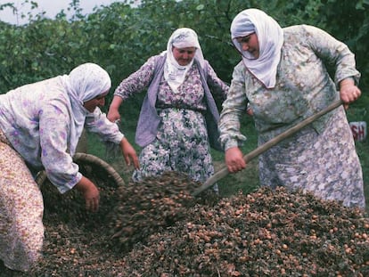 Un grupo de mujeres recoge avellanas en Turquía.