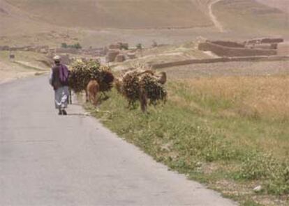 Un campesino afgano traslada amapolas de opio.