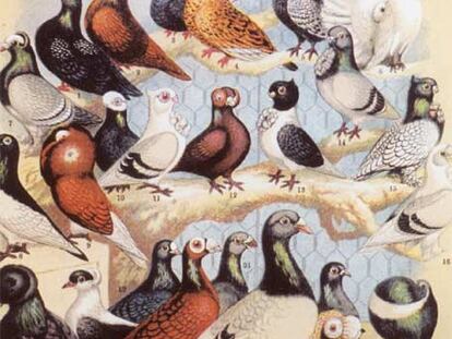 Cuadro de razas exóticas de palomas del británico A. F. Lydon que sirvió a Darwin para entender la selección natural.
