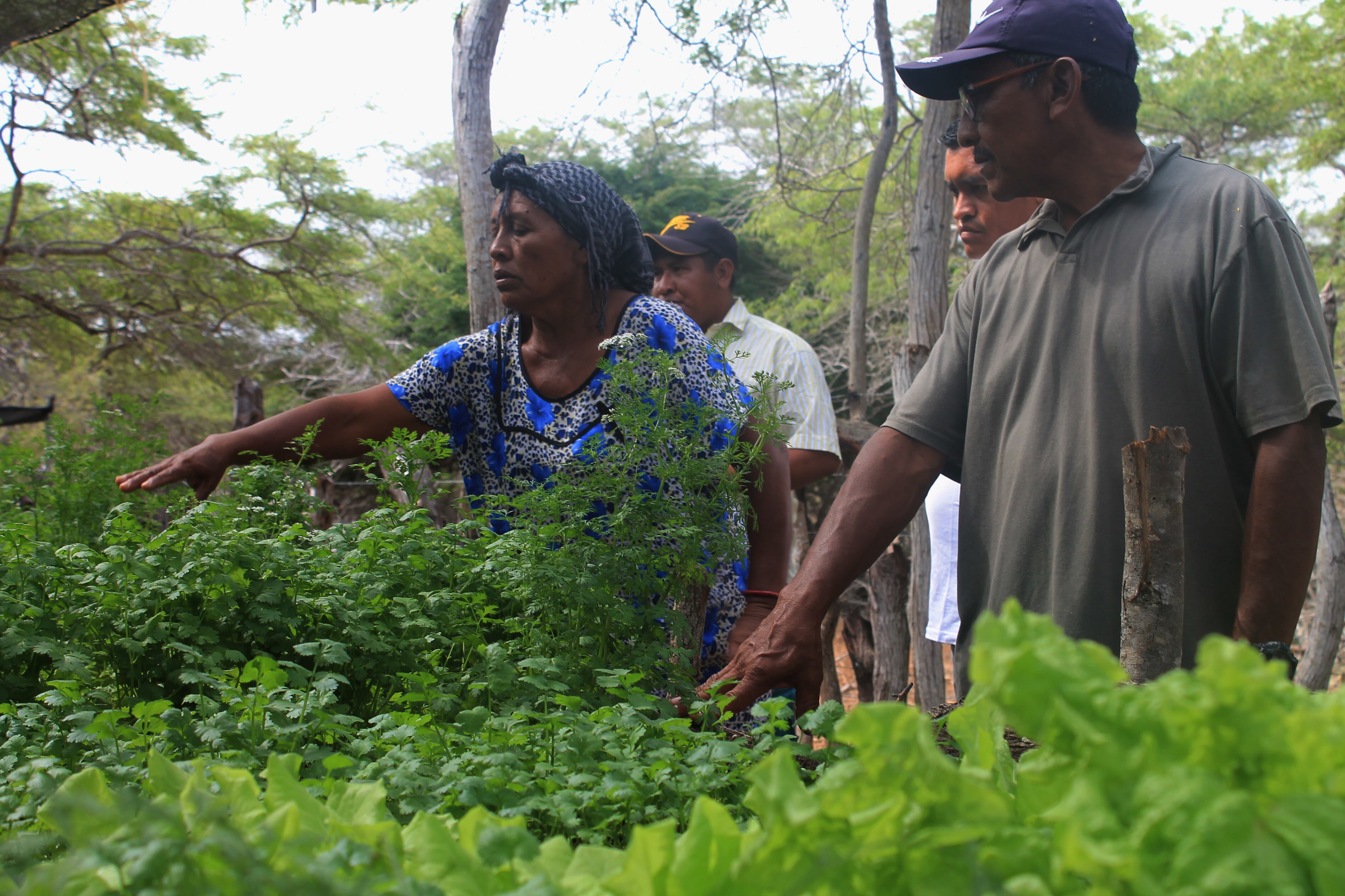 Helena Urinia, mujer wayuu, señala sus cultivos de cilantro en la comunidad de Santa Rosa.