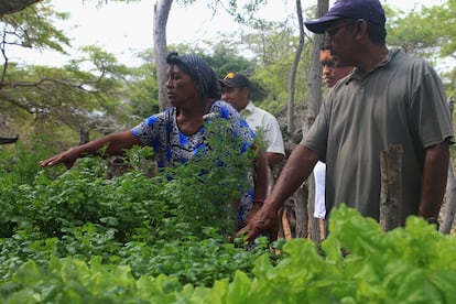 Helena Urinia, mujer wayuu, señala sus cultivos de cilantro en la comunidad de Santa Rosa