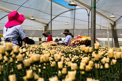 Invernadero en Colombia con flores para la exportación.