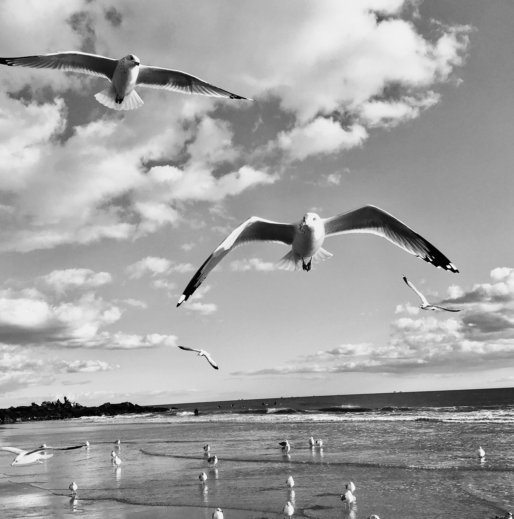 Gaviotas en Rockaway Beach, la playa de Queens a la que sus compañeros de generación Ramones dedicaron una canción. 