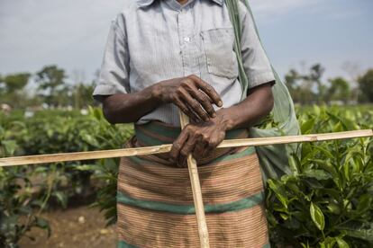 Estas son las manos de un recolector de té en Mogulkata Tea Estate, en la región Dooars. Cada uno obtiene dos palos de madera en forma de cruz para medir la altura de los arbustos del té. Sólo las hojas que son más altas que el palo horizontal pueden ser arrancadas.