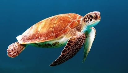 Un ejemplar de tortuga marina.