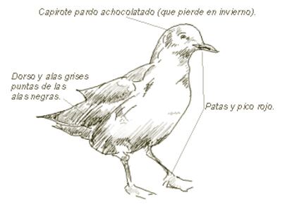 <b>Nombre común</b>: Gaviota reidora	
<b>Nombre científico</b>: Larus ridibundus 
<b>Orden</b>: Charadriiformes  
<b>Familia</b>: Laridae