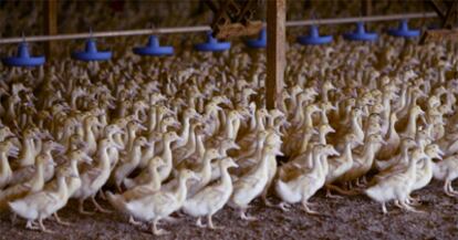 Granja de patos en California para producir 'foie'.