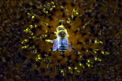 Un abeja recoge polen en el interior de un girasol en Dresden, Alemania.