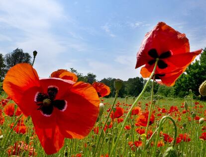 Flores de amapola en un prado en Offenbach, cerca de Frankfurt, Alemania.