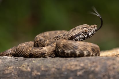 La vbora de cola de lanzas (Bothrops atrox) es una de las serpientes ms peligrosas de la zona del Alto Mayo, especialmente porque se camuflan de manera muy eficaz entre la hojarasca. La vbora de cola de lanzas es un tipo de vbora de foseta que posee rganos de foseta en la cabeza que detectan el calor y que les permiten percibir a sus posibles presas. En la imagen, se la ve usando su lengua bfida para "oler" el aire. 