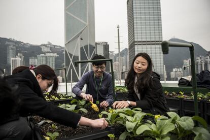 Estudiantes plantan verduras en el terrado del edificio Bank of America Tower en el distrito de Central en Hong Kong el 18 de febrero de 2016 en Hong Kong, China. La demanda interna, según los propios productores locales, tiene mucha mayor aceptación en el mercado pese a los altos precios ya que hay una demanda de gente que está dispuesta a pagarlo.