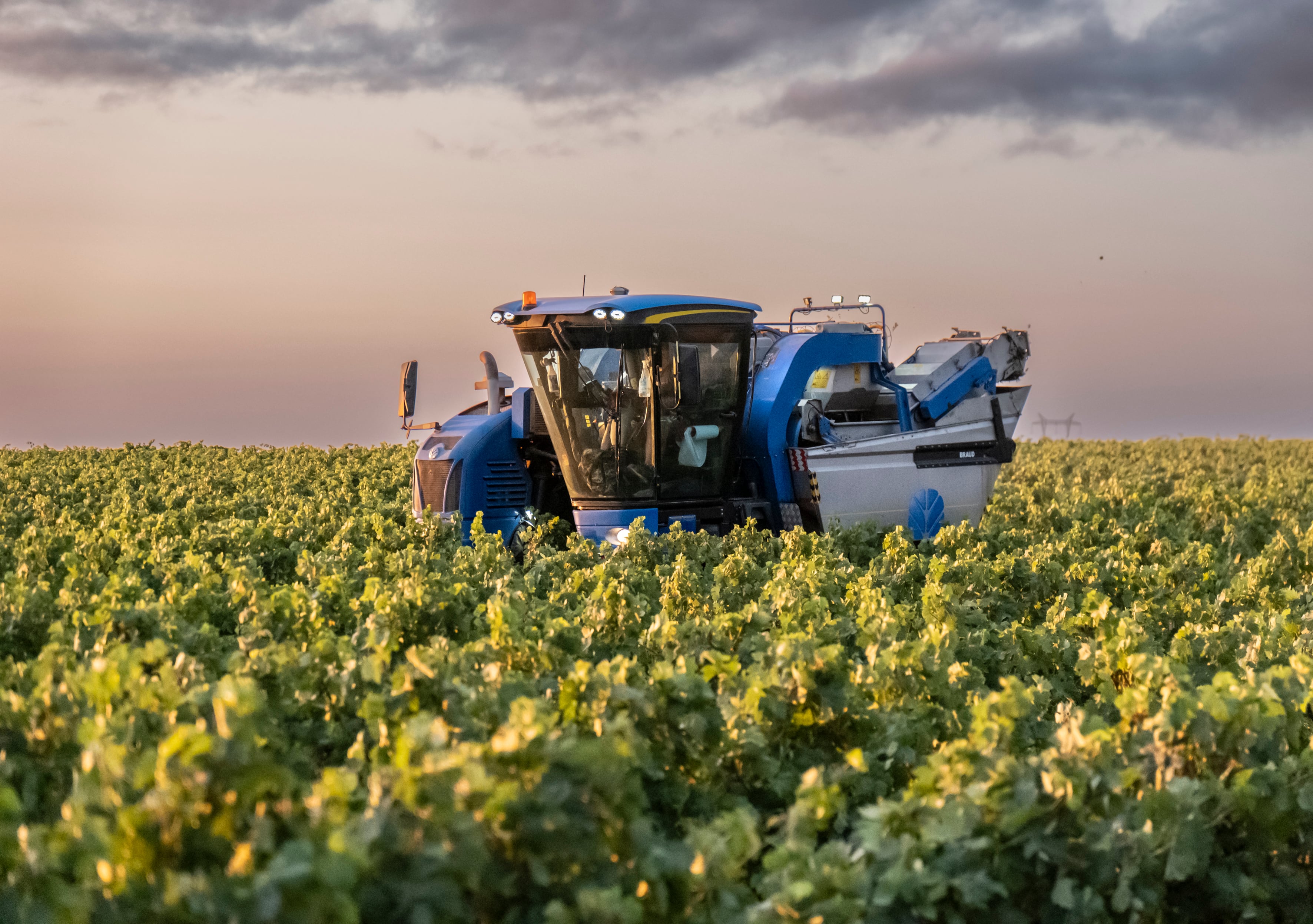 Vendimia de uva blanca en los viñedos de una cooperativa de La Rioja, en una imagen de la campaña 2024/2025. 