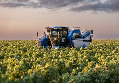 Vendimia de uva blanca en los viñedos de una cooperativa de La Rioja