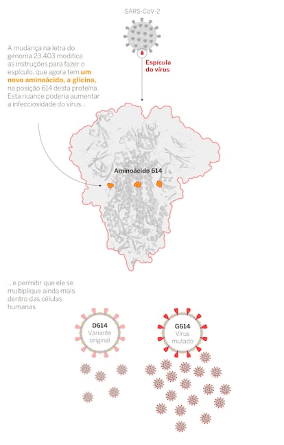 infográficos mutação