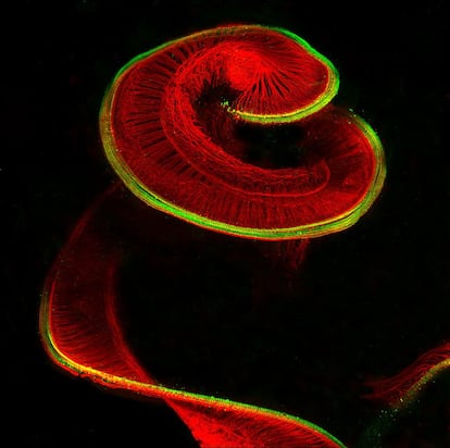 Cóclea de rata recién nacida con células ciliadas sensoriales (en verde) y neuronas.