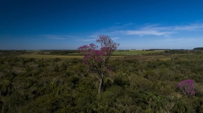 En agosto, altos lapachos rosados en flor como éste destacan en medio de los bosques de Paraguay.
