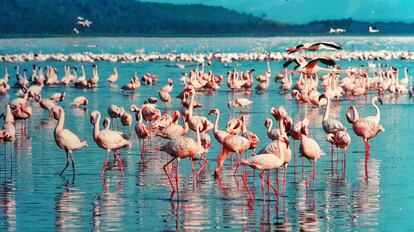 Lago Nakuru, Kenia.