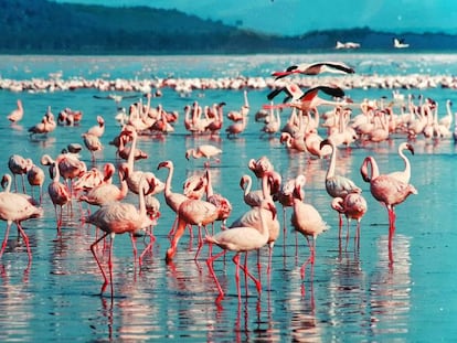Lago Nakuru, Kenia.