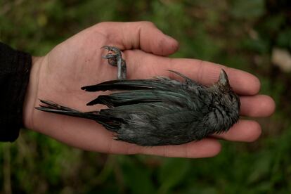 Un celestino muerto. El descenso histórico del río Paraná y los incendios desmedidos son también un problema gravísimo para la fauna autóctona, que está desapareciendo.