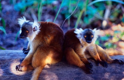 Madagascar.
Es la cuarta isla más grande del mundo (después de Groenlandia, Nueva Guinea y Borneo). Separada del continente africano desde hace unos 165 millones de años, es extraordinariamente diversa, con plantas y animales como pocas otras colecciones de criaturas en el planeta. Lémures, baobabs, selva, playas, desierto, senderismo y buceo: un destino magnífico para los amantes de la naturaleza y la vida al aire libre. El 5% de todas las especies conocidas de animales y plantas se encuentra solo aquí. Esta fauna y flora extraordinarias corren parejas con unos paisajes de increíble diversidad: se puede ir de la selva húmeda al desierto recorriendo solo 300 kilómetros.
Con unos 5.000 kilómetros de litoral, 450 de arrecifes de coral y 250 islas, ninguna estancia en estaría completa sin pasar unos días en las costas. Los submarinistas disfrutan con la variedad de zonas de inmersión, desde catedrales submarinas hasta pecios, y la posibilidad de ver rayas, tiburones, tortugas y un arcoíris cromático de los corales y peces.
Y, además, hay mucha historia que descubrir; desde las 12 colinas sagradas de Antananarivo hasta el cementerio de piratas de Ile Sainte Marie y los vestigios de la revolución industrial de en Mantasoa.
La isla de Nosy Be es el lugar perfecto para terminar el viaje buscando los famosos lémures o aye-ayes. Está a unos pocos kilómetros de la costa noroeste de Madagascar y es el centro turístico de playa más popular del país. En su interior, esperan plantaciones de vainilla y lagos en los cráteres.