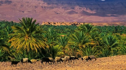 El valle del Draa (Marruecos).