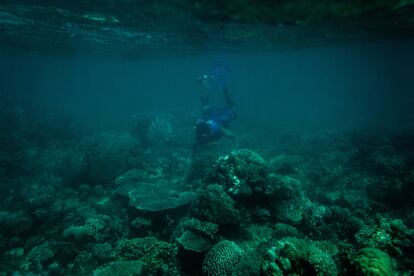 Un miembro de la patrulla marina municipal (Bantay Dagat) inspecciona el estado del coral en la zona protegida. El coral se ha ido recuperando desde el último episodio de blanqueamiento en 2010.