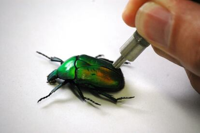El espectrofotómetro, un instrumento que usan los científicos para medir objetivamente el color, se aplica sobre un escarabajo. La técnica les permite identificar otros colores que los humanos no pueden ver.