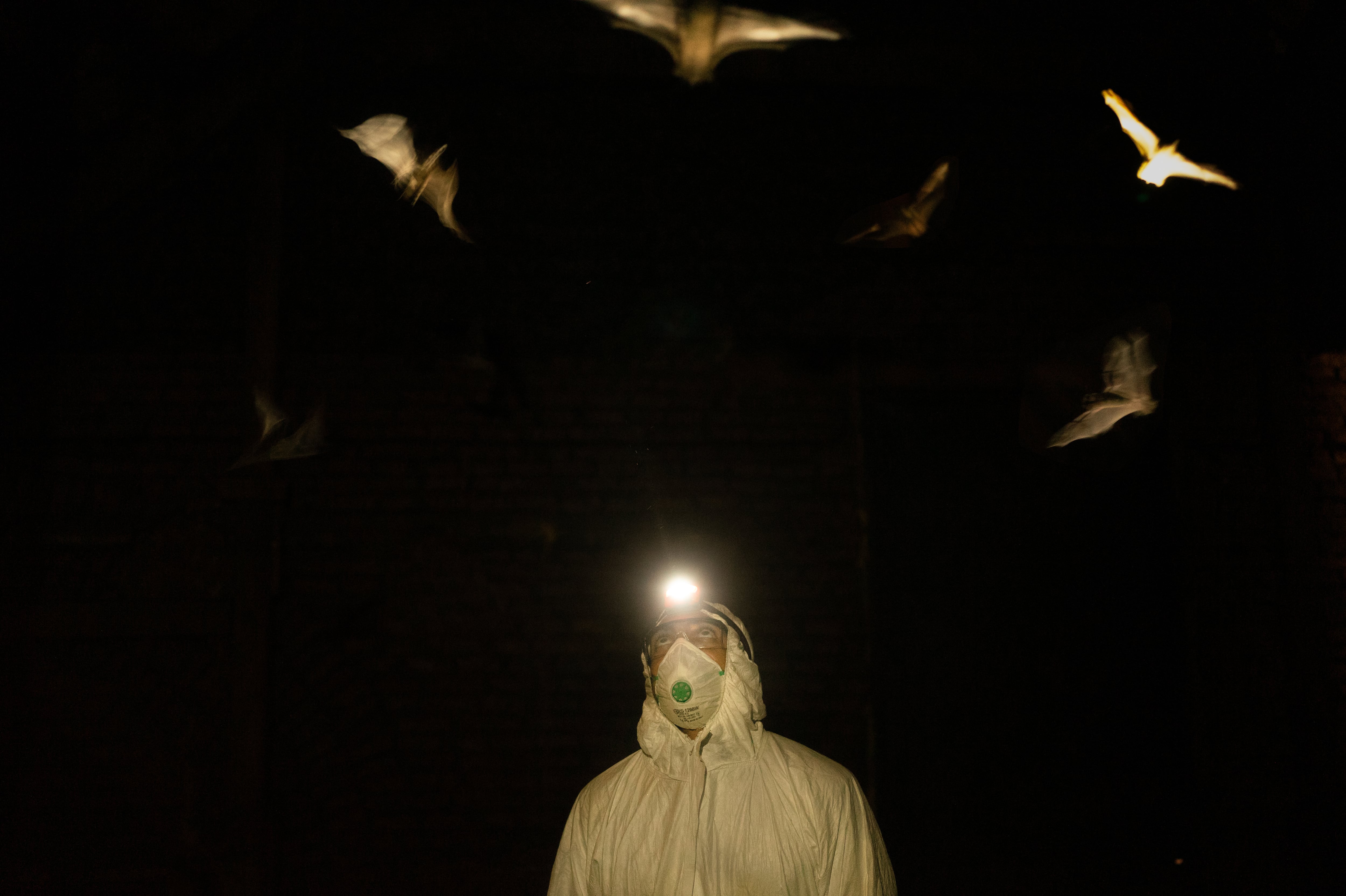 Un investigador del Programa de Conservación de los Murciélagos de Argentina, en Rosario.