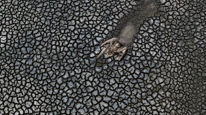 Los restos de un pelícano que se arrastro hasta morir en el lodo  del medio de la laguna Farallón en el municipio de Actopan, veracruz el día 21 de abril de 2021. México enfrenta una sequía histórica en la que según datos oficiales más del 88% del territorio nacional se encuentra en sequía fuerte y el 8 % en sequía extrema. 