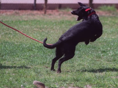 Un perro salta tras recibir un estímulo eléctrico a través de su collar en Valencia.