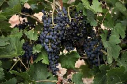 Vista de un racimo de uva de una bodega catalana. EFE/Archivo