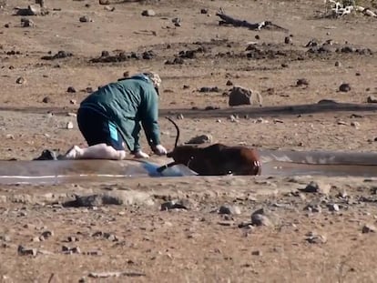 Captura del vídeo en el que un turista salva a un impala en el Parque Nacional Kruger, en Sudáfrica.