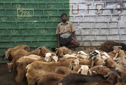 Un vendedor de ganado espera clientes en un mercado de Hyderabad (India).