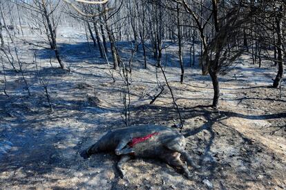 Un jabalí muerto en el incendio yace en un bosque de Boadella.
