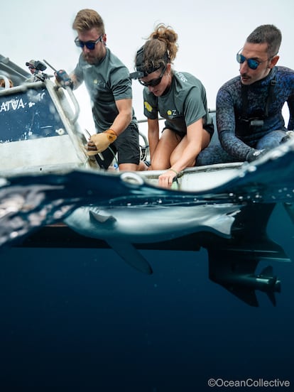 Un equipo de investigadores de Azti realiza un seguimiento de tiburones en la costa vasca.