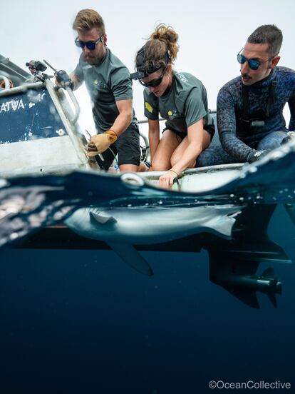 Un equipo de investigadores de Azti realiza un seguimiento de tiburones en la costa vasca.