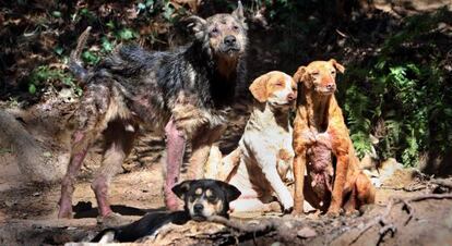 Algunos de los perros en p&eacute;simo estado que malviven en un bosque de Arb&uacute;cies.